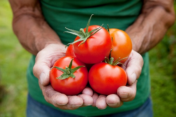 گوجه فرنگی و سبزیجات ضد سرطان
